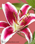 Lilies Oriental Starfighter Flowers