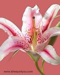 Lilies Oriental Tiber Flowers