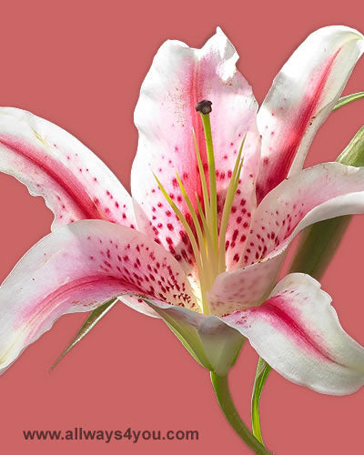 Lilies Oriental Tiber Flowers