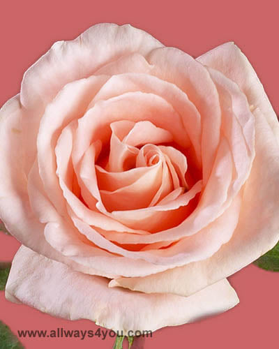 Roses Osiana Flowers