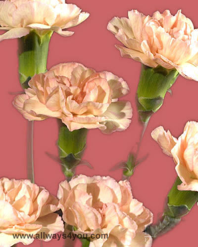Mini Peach Carnations Flowers