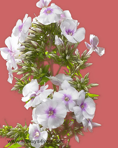Phlox White Flowers