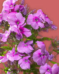 Phlox Pink Flowers