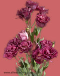 Lisianthus Picote Wine Flowers