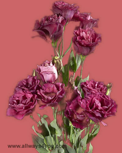 Lisianthus Picote Wine Flowers