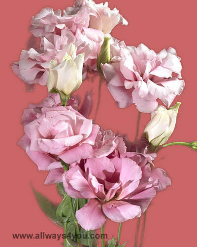 Lisianthus Pink Flowers