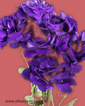 Lisianthus Picote Purple Flowers
