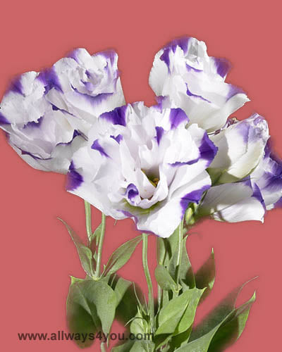 Lisianthus Picote White Flowers
