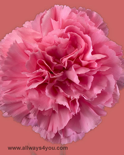 Carnation Pink Nelson Flowers