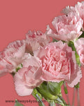 Mini Pink Carnations Flowers