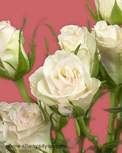 Spray Rose Porcelina Flowers