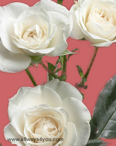 Spray Rose Princess Flowers