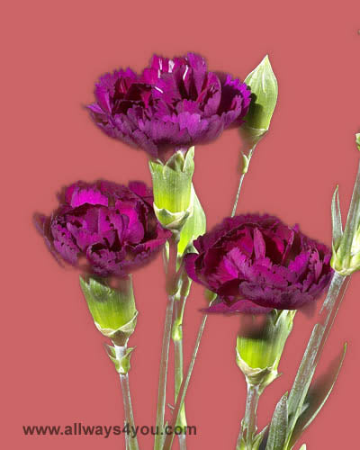 Campanula Purple Flowers
