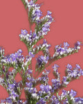 Limonium Purple Haze Flowers