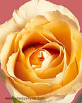 Roses Queensday Flowers