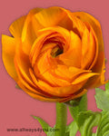 Ranunculus Orange Flowers