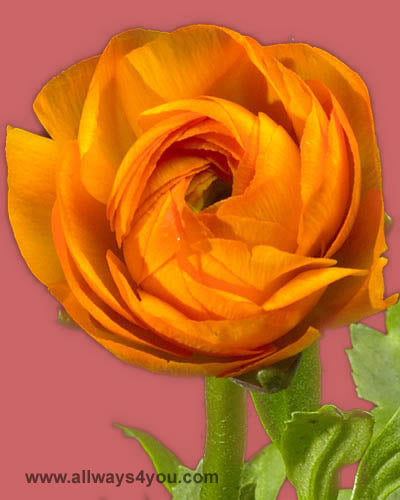 Ranunculus Orange Flowers