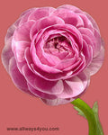 Ranunculus Pink Flowers
