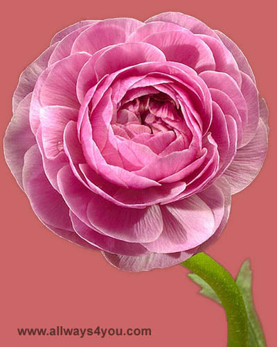 Ranunculus Pink Flowers