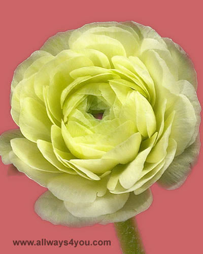 Ranunculus White Flowers