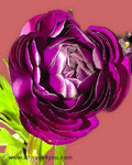 Ranunculus  Wine Flowers