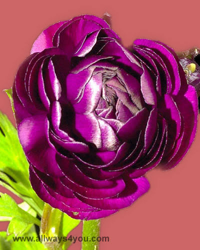 Ranunculus  Wine Flowers