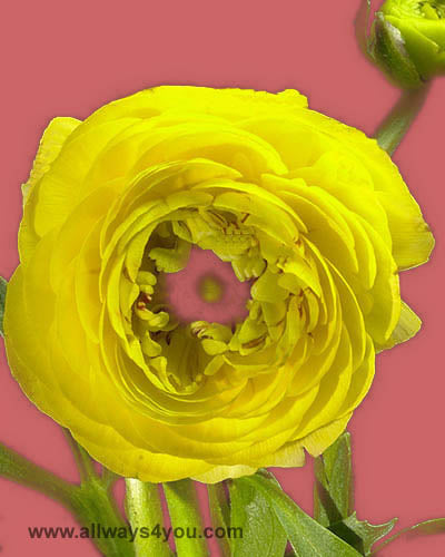 Ranunculus Yellow Flowers