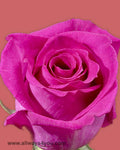 Roses Ravel Flowers