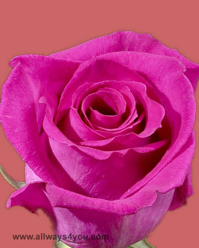 Roses Ravel Flowers