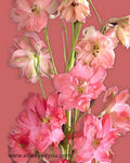 Delphinium Red Caroline Flowers