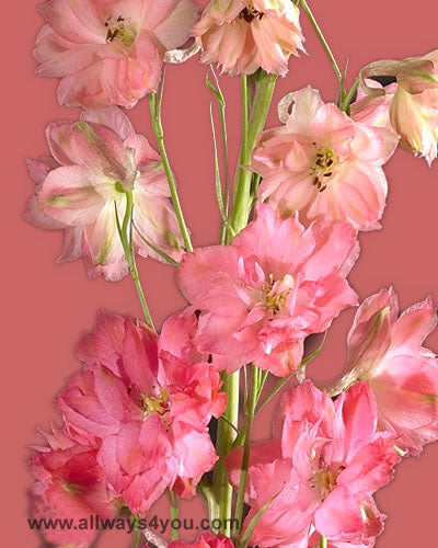Delphinium Red Caroline Flowers