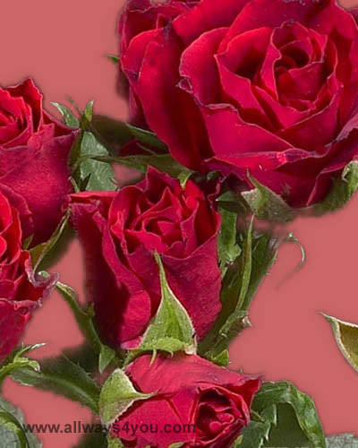 Spray Rose Red Mikado Flowers