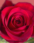 Roses Freedom Flowers
