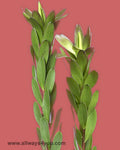 Safari Sunset Gold Strike Flowers