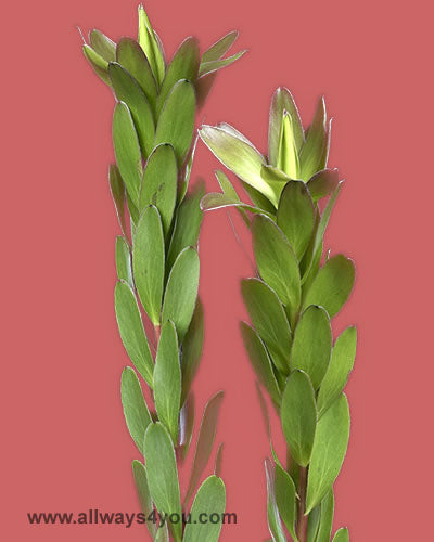Safari Sunset Gold Strike Flowers