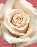 Roses Sahara Flowers