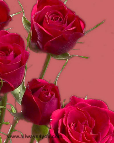 Spray Rose Skarlett Flowers