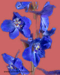 Delphinium Sea Waltz p Flowers