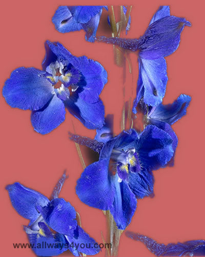 Delphinium Sea Waltz p Flowers