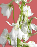 Delphinium Sea Waltz W Flowers