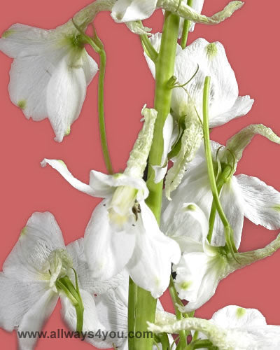 Delphinium Sea Waltz W Flowers