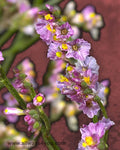 Limonium Sinensis Pink Flowers