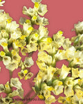 Limonium Sinensis Yellow Flowers