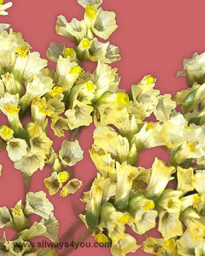 Limonium Sinensis Yellow Flowers