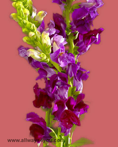 Snapdragon Burgundy Flowers