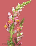 Snapdragon Orange Flowers
