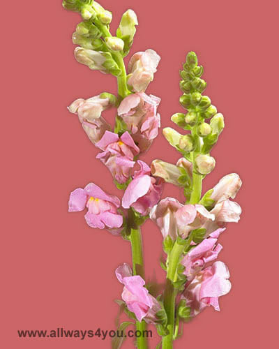 Snapdragon Pink Flowers