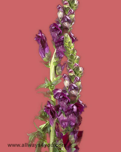 Snapdragon Purple Flowers