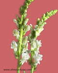 Snapdragon White Flowers