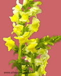 Snapdragon Yellow Flowers